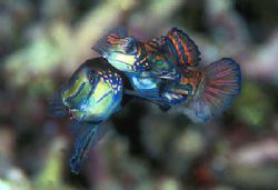 Lovers:Nikon 90X, macro 105 lens, two ttl strobo, Velvia 50 by Marchione Giacomo 